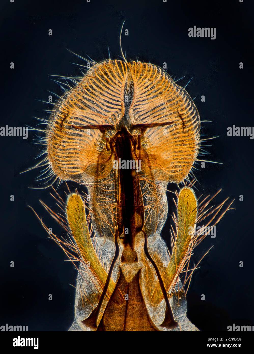 Proboscis del blowfly, boccaglio, lingua. Un soggetto popolare dei microscopisti vittoriani! Foto Stock