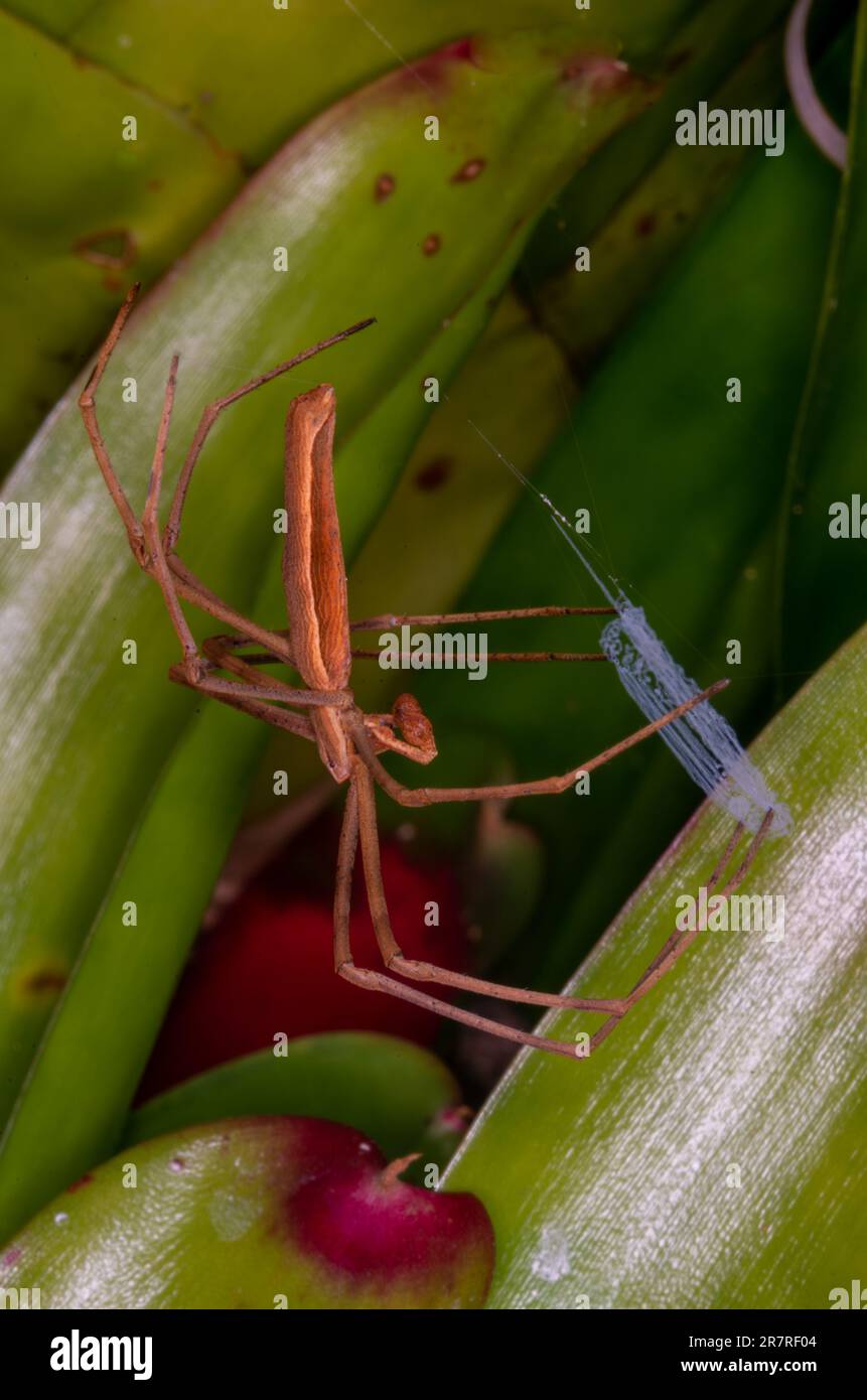 Rufous Net-Casting Spider, Deinopsis subrufa. Foto Stock