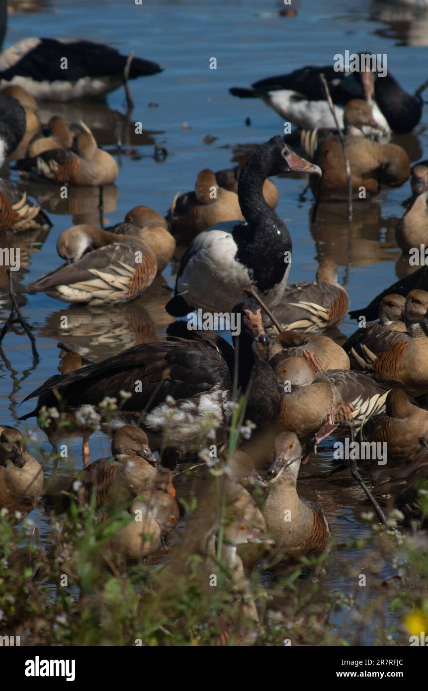 Uccelli delle zone umide, anatra di fianchi, Dendrocygna eytoni, oche magpie, Anseranas semipalmata, Hastie Swamp. Foto Stock