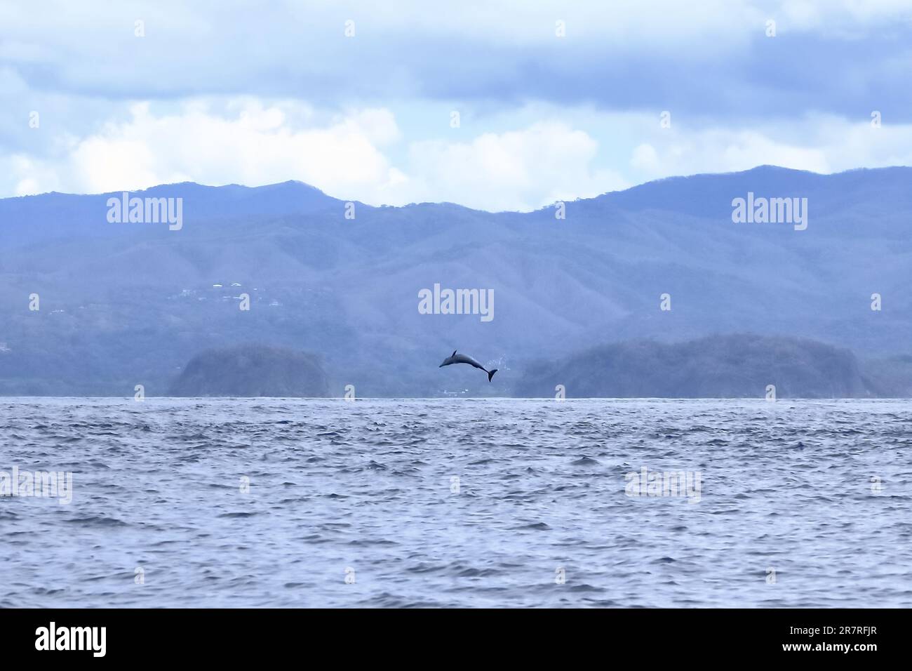 Felice delfino selvatico pantropicale macchiato, Stenella attenuata, salta libero vicino a una barca di avvistamento delle balene nel mezzo della costa del Pacifico, Costa Rica Foto Stock