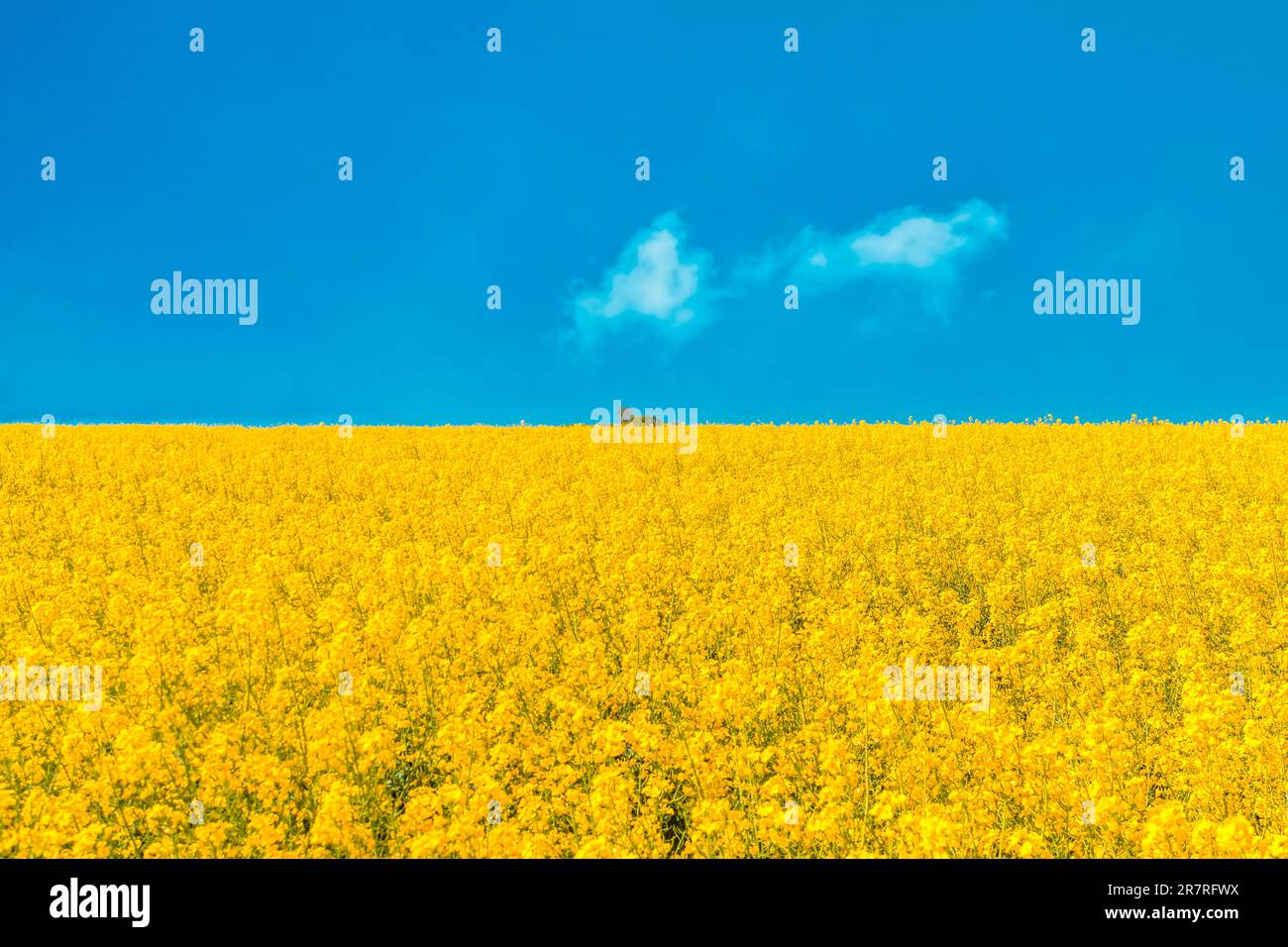 Grande campo di Canola in fiore con cielo blu e piccolo gruppo di nuvole che simboleggiano la bandiera Ucraina Foto Stock