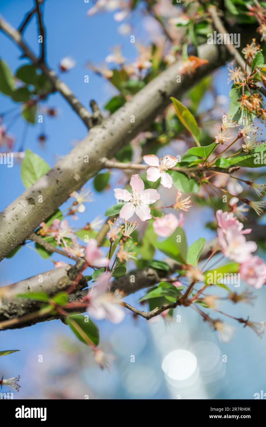 Piccoli fiori illuminati dalla luce del sole. Foto Stock