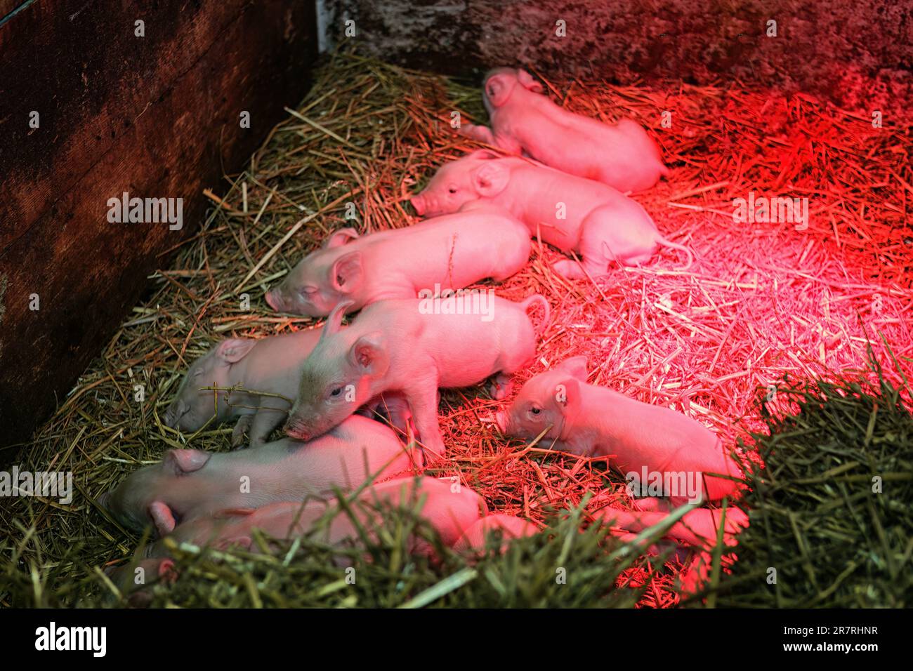 Piccoli maialini in una fattoria sotto una lampada rossa Foto Stock