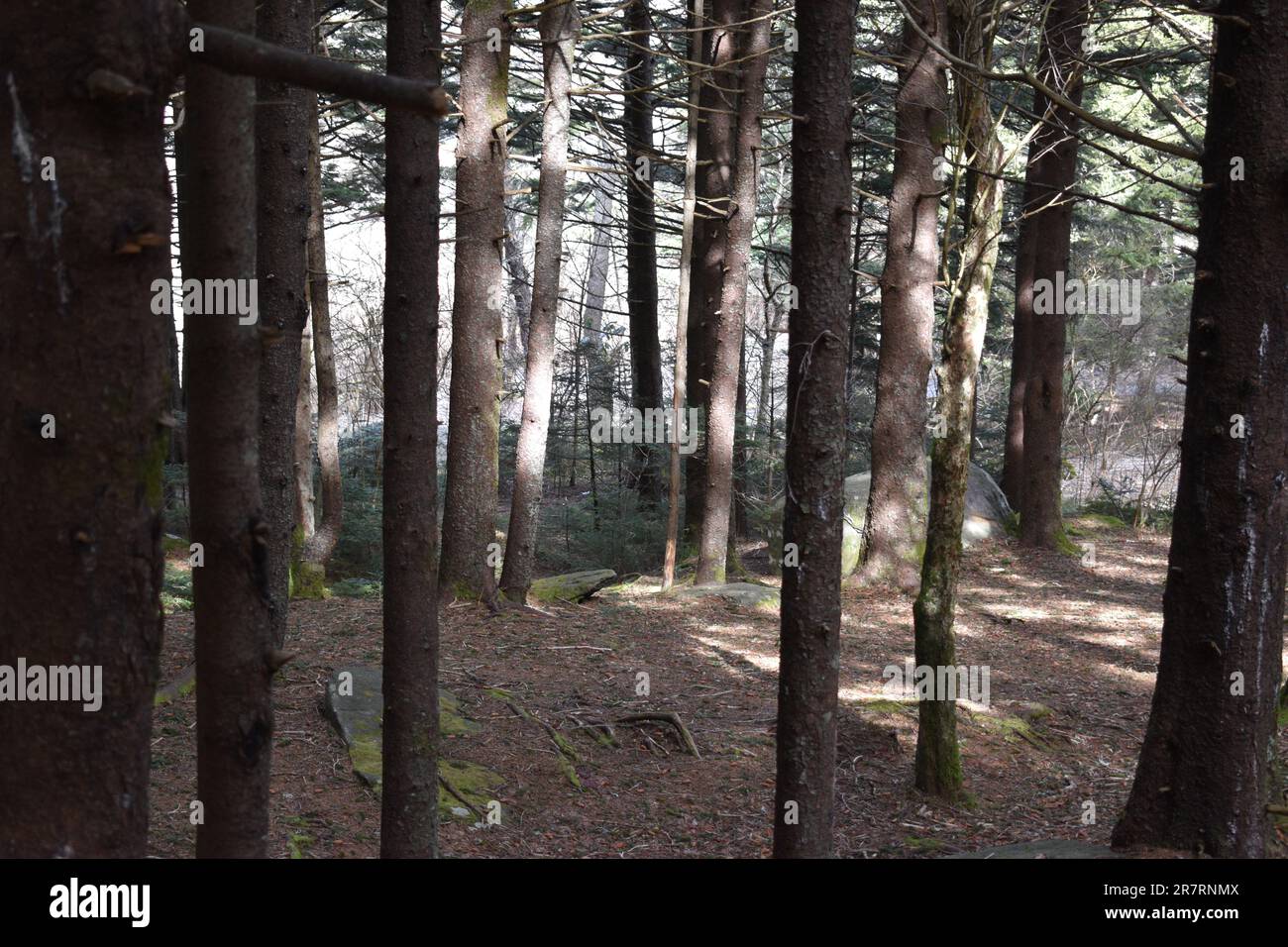 Foresta affollata Foto Stock