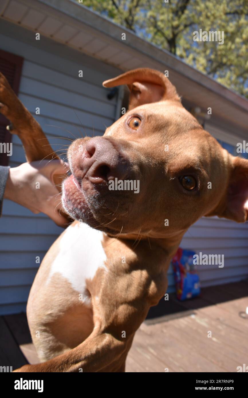 Pitbull muscoloso Foto Stock