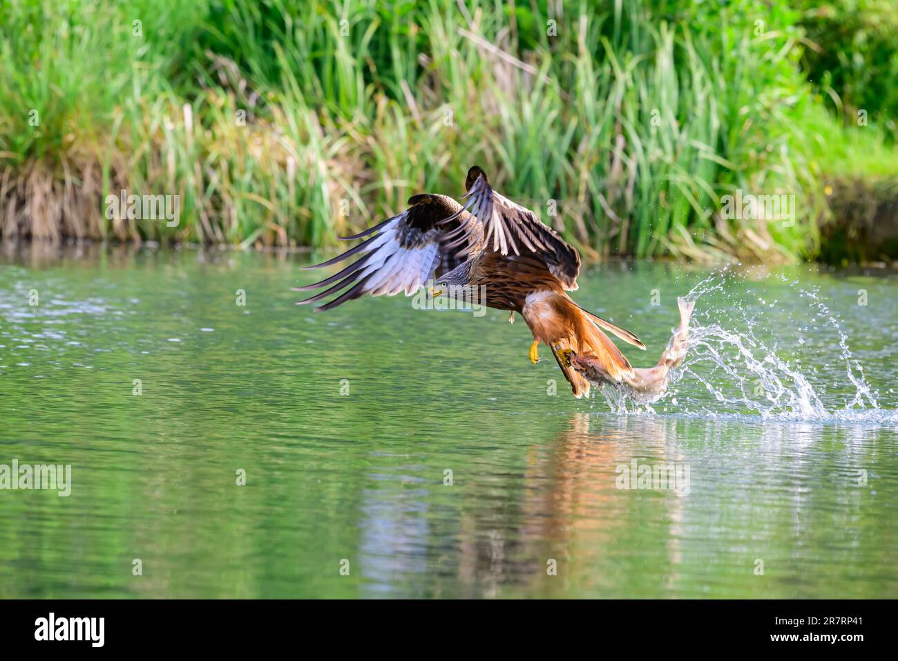 Aquilone rosso, Milvus milvus, pesca alla trota. Foto Stock