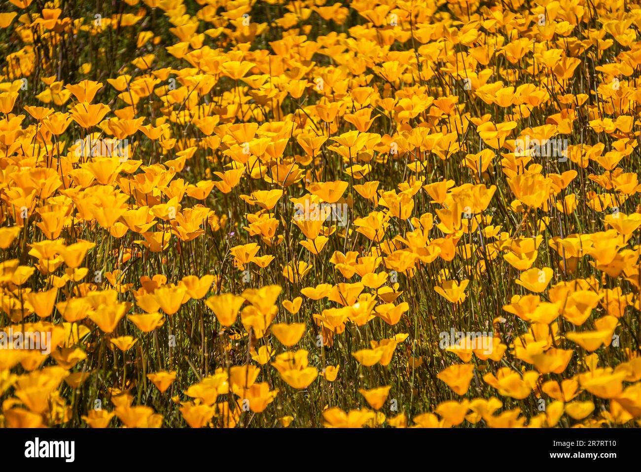Un tappeto di papaveri messicani gialli e arancioni in un campo alla luce diretta del sole. Foto Stock