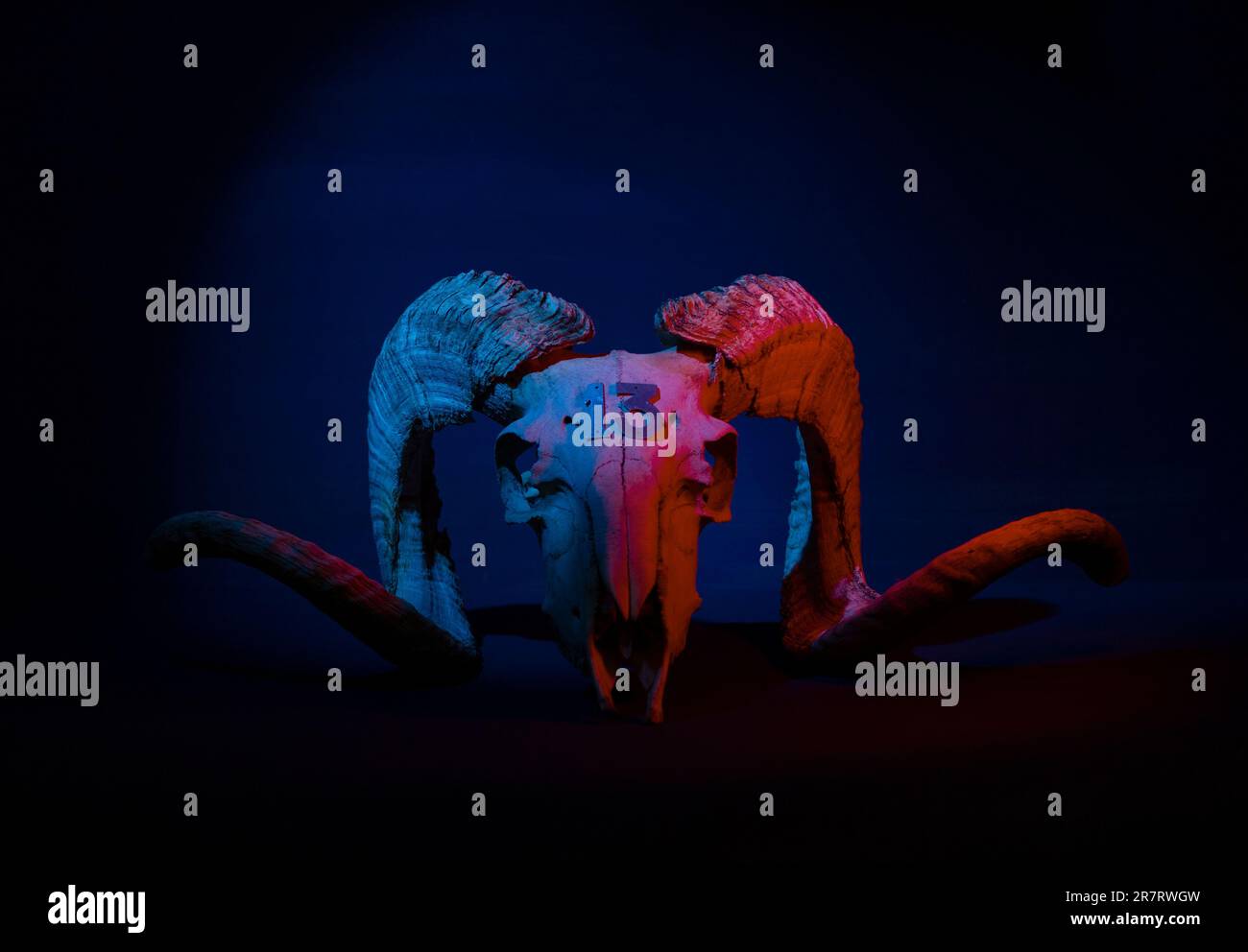Cranio in mouflon illuminato da luci colorate Foto Stock