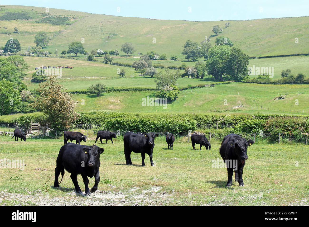 Bestiame nero gallese nella Valle di Ceiriog, Clwyd Wales Foto Stock