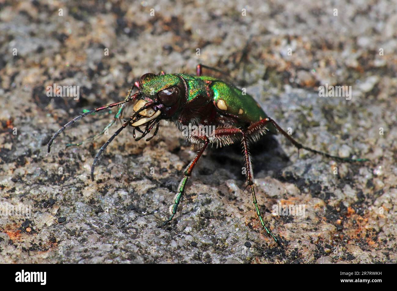 Green Tiger Beetle Cicindela campestris Foto Stock