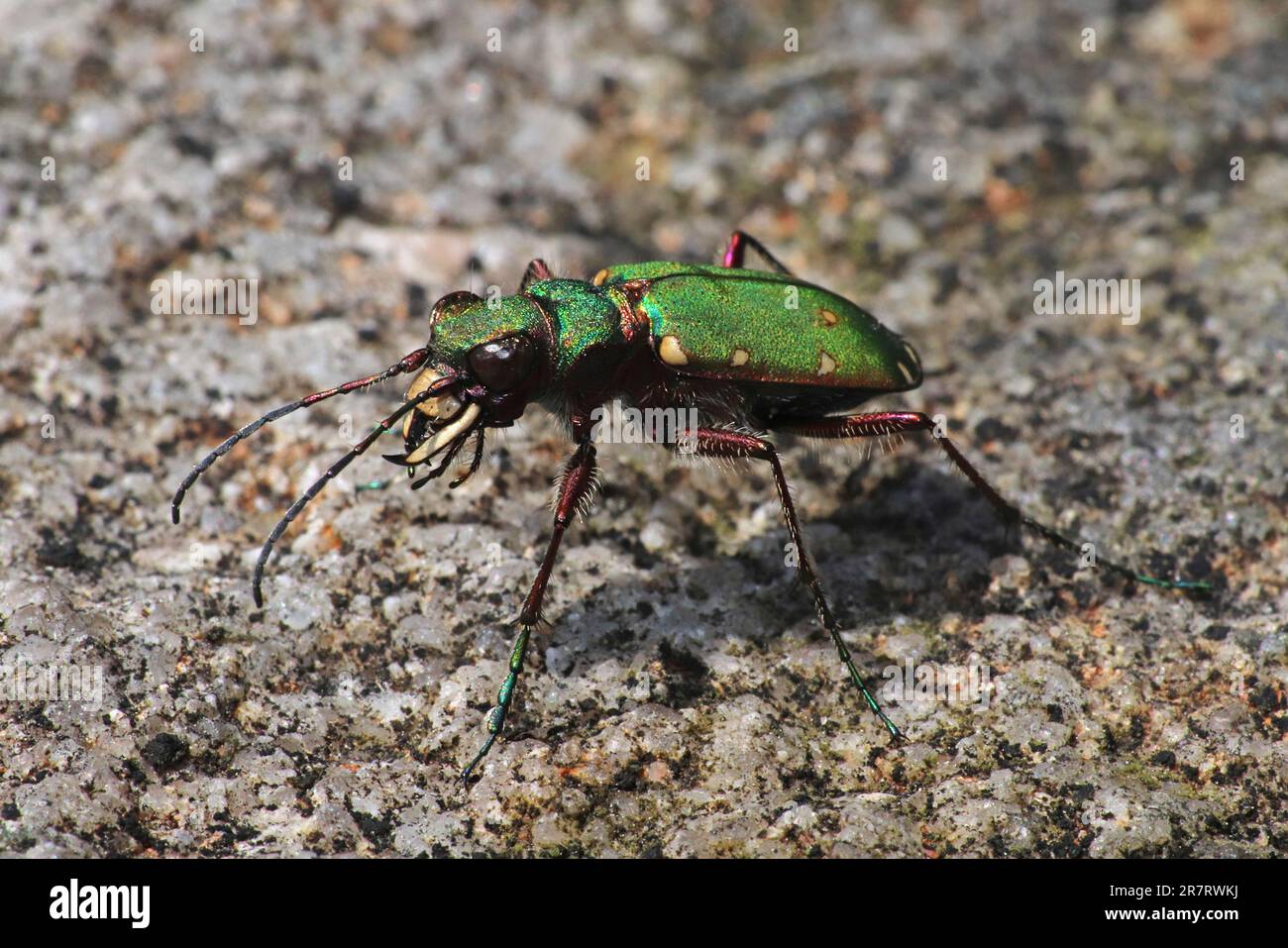 Green Tiger Beetle Cicindela campestris Foto Stock