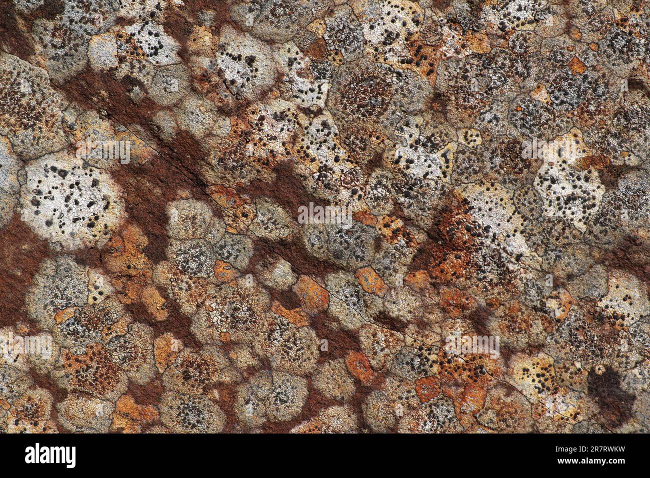 Modelli di lichen su Millstone Grit, dove Stone Nature Reserve, Peak District, Inghilterra Foto Stock