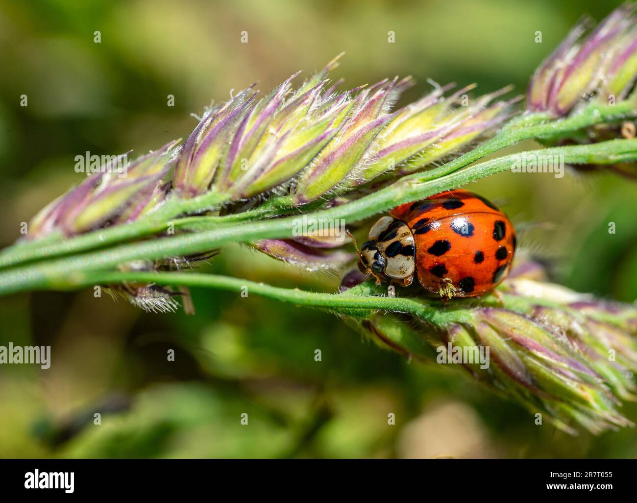 Coccinella ladybird su una foglia macro shot Foto Stock