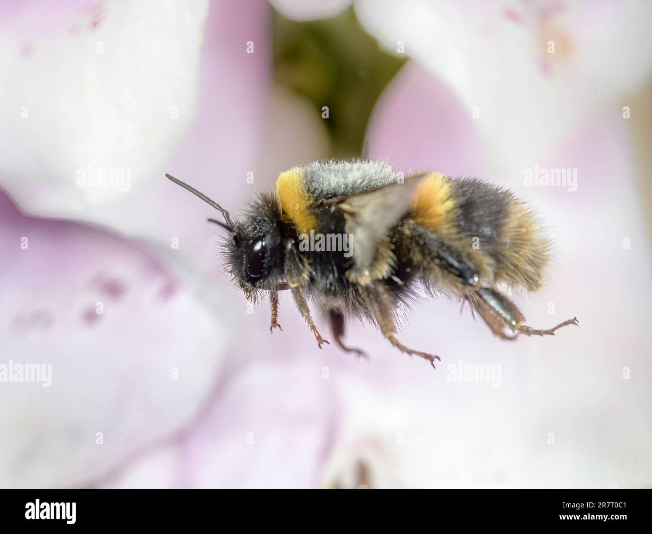 Inflight Bumblebee Foto Stock