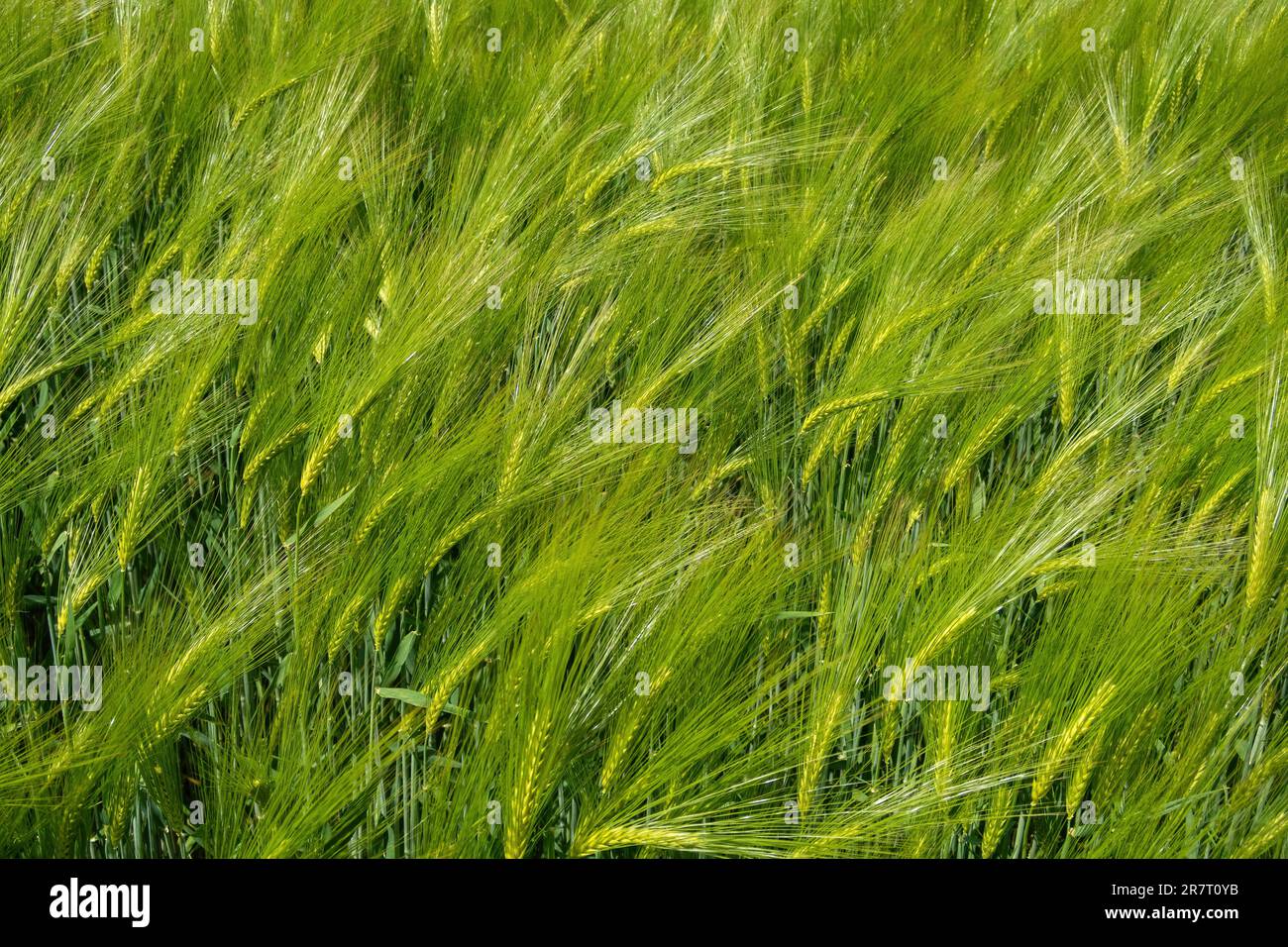 Primo piano sul campo di grano verde che ondola nel vento in una giornata di sole. Foto Stock