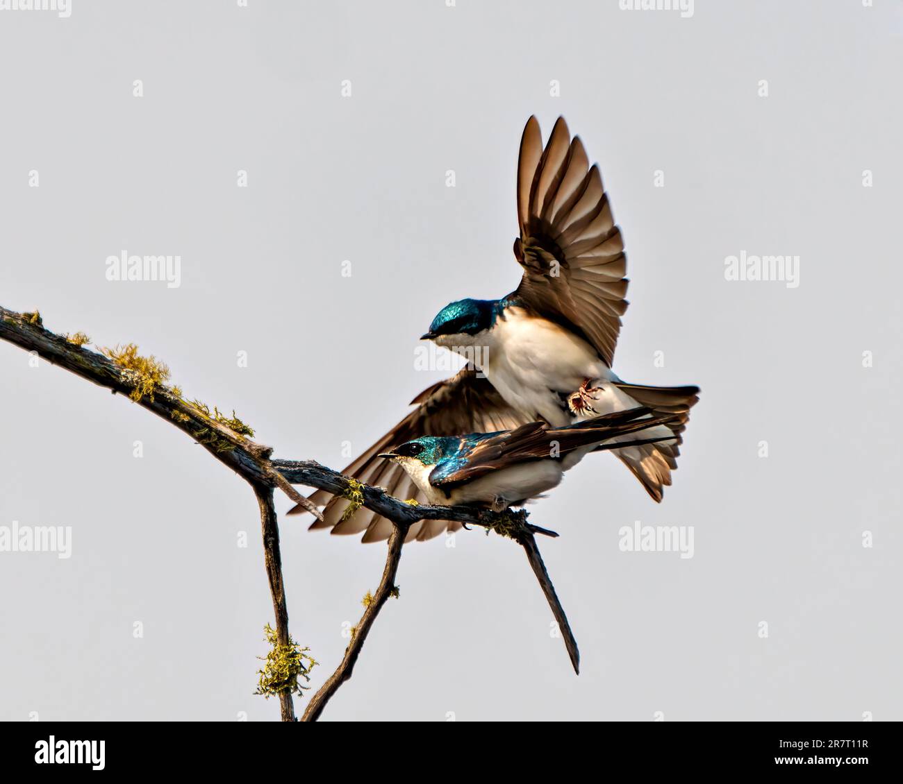 Inghiottire la coppia nella stagione di corteggiamento e sedurre la schiena mostrando le ali sparse nel loro ambiente e habitat con sfondo grigio cielo. Immagine. Foto Stock