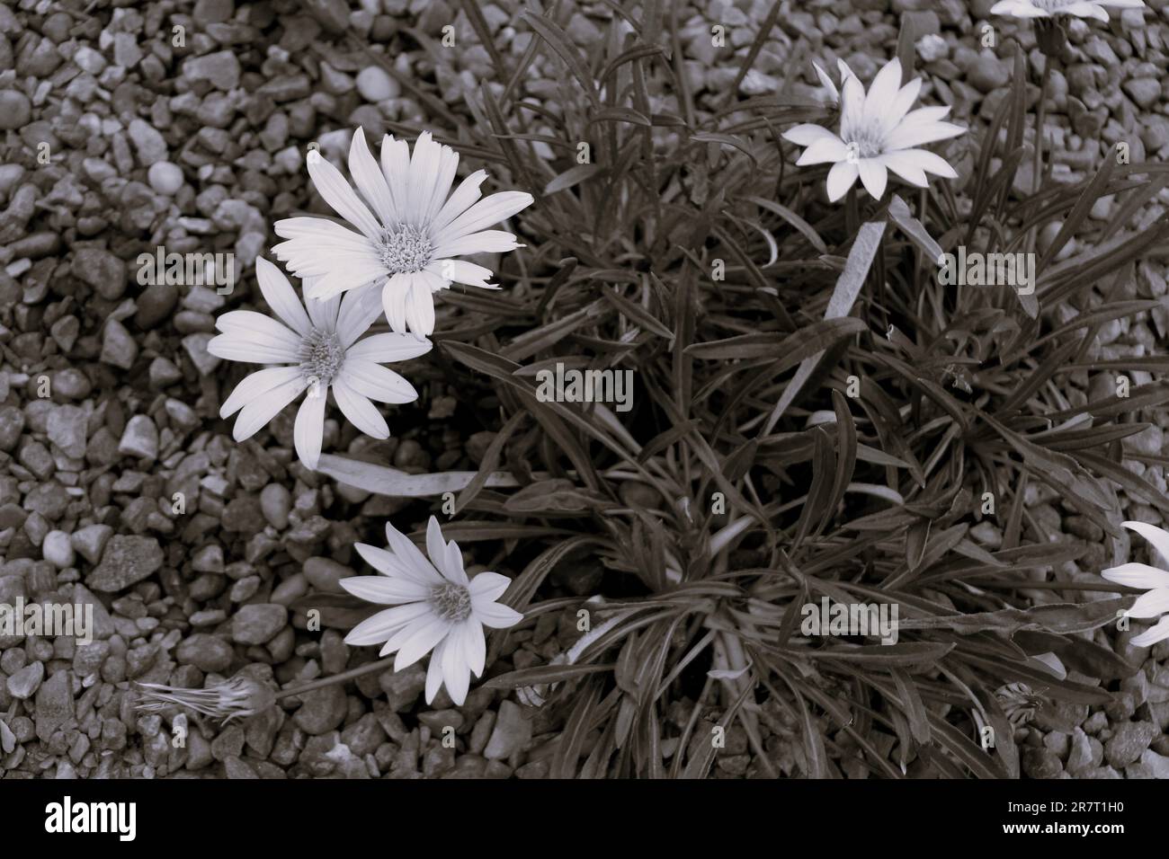 BBC Gardens, Birmingham, Regno Unito 2023 Foto Stock BBC Gardens, Birmingham, Regno Unito 2023 Foto Stock