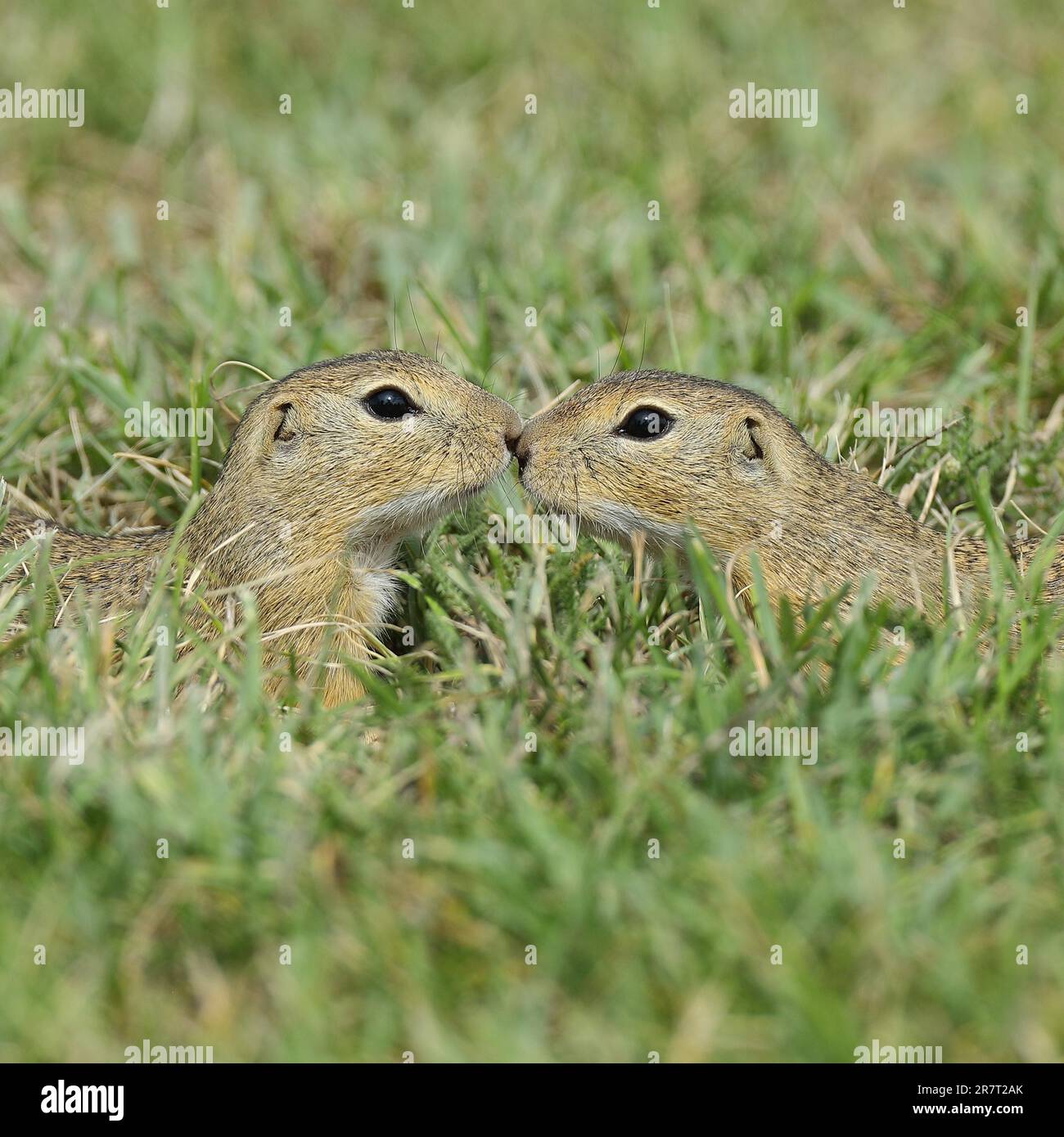 Scoiattolo di terra europeo (Spermophilus citellus) in un prato, due animali baciano, coppia di animali, Burgenland, Austria Foto Stock