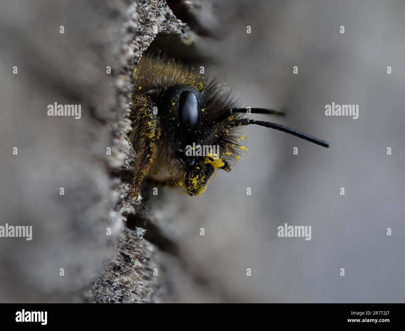 L'ape di muratore rosso arrugginito (Osmia bicornis) con corpo ricoperto di polline striscia fuori dal tubo di allevamento, Renania settentrionale-Vestfalia, Germania Foto Stock