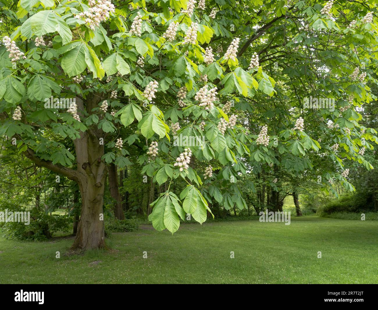 Ippocastano in fiore (Aesculus hippocastanum), castagno, infiorescenza, fogliame e fiori bianchi in primavera, Renania settentrionale-Vestfalia, Germania Foto Stock