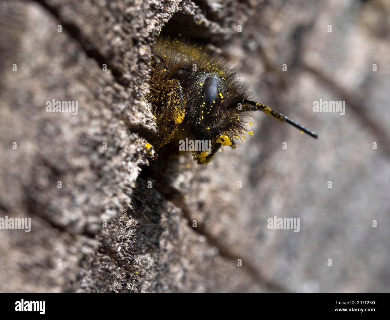L'ape di muratore rosso arrugginito (Osmia bicornis) con corpo ricoperto di polline striscia fuori dal tubo di allevamento, Renania settentrionale-Vestfalia, Germania Foto Stock