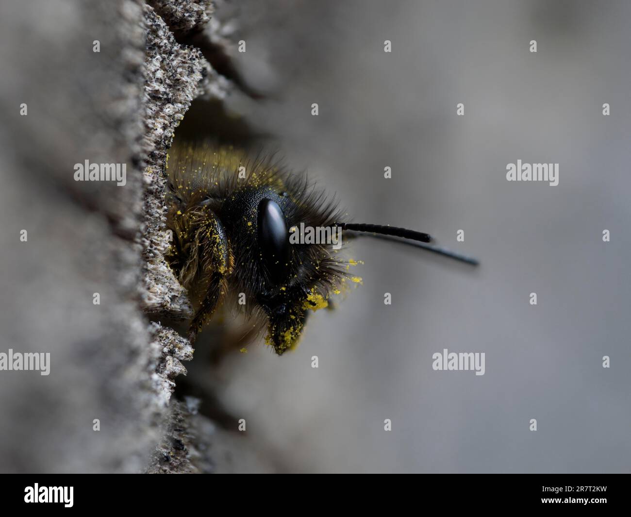 L'ape di muratore rosso arrugginito (Osmia bicornis) con testa ricoperta di polline striscia dal tubo di allevamento, Renania settentrionale-Vestfalia, Germania Foto Stock