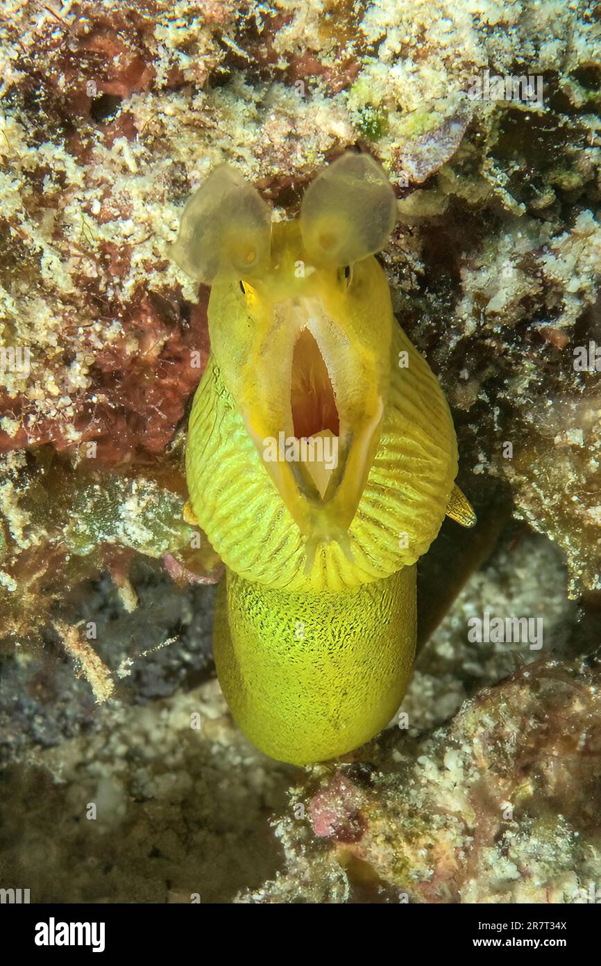Estremo primo piano della testa di anguilla nastro giallo (Rhinomuraena quaresita) naso morena anguilla esce da vivere grotta dimora scatti in bocca aperta guarda Foto Stock