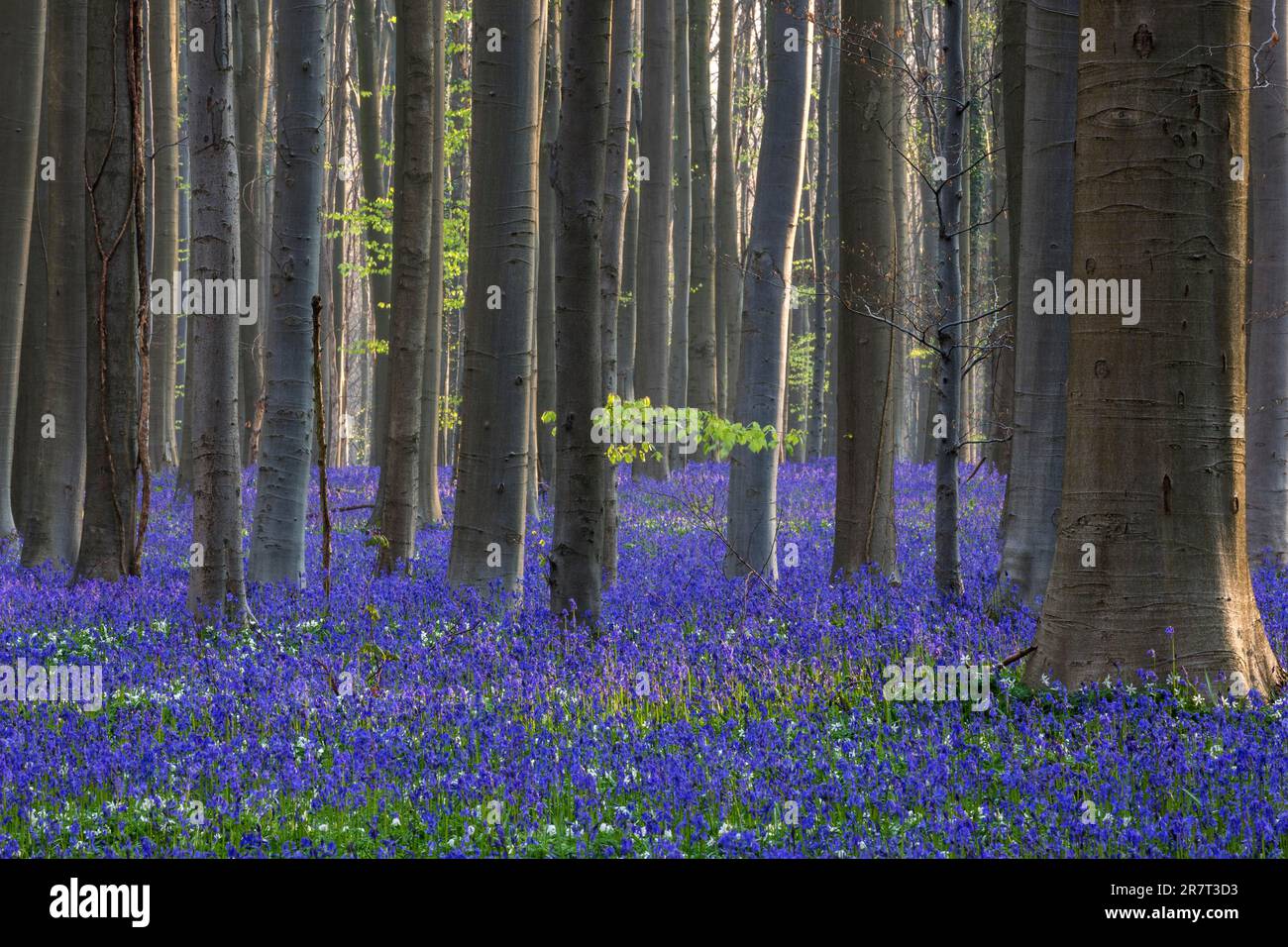 Blue flowering bluebells (Hyacintoides non-scripta) nella foresta di faggi di rame (Fagus sylvatica), Hallerbos, vicino Halle, provincia fiamminga Foto Stock