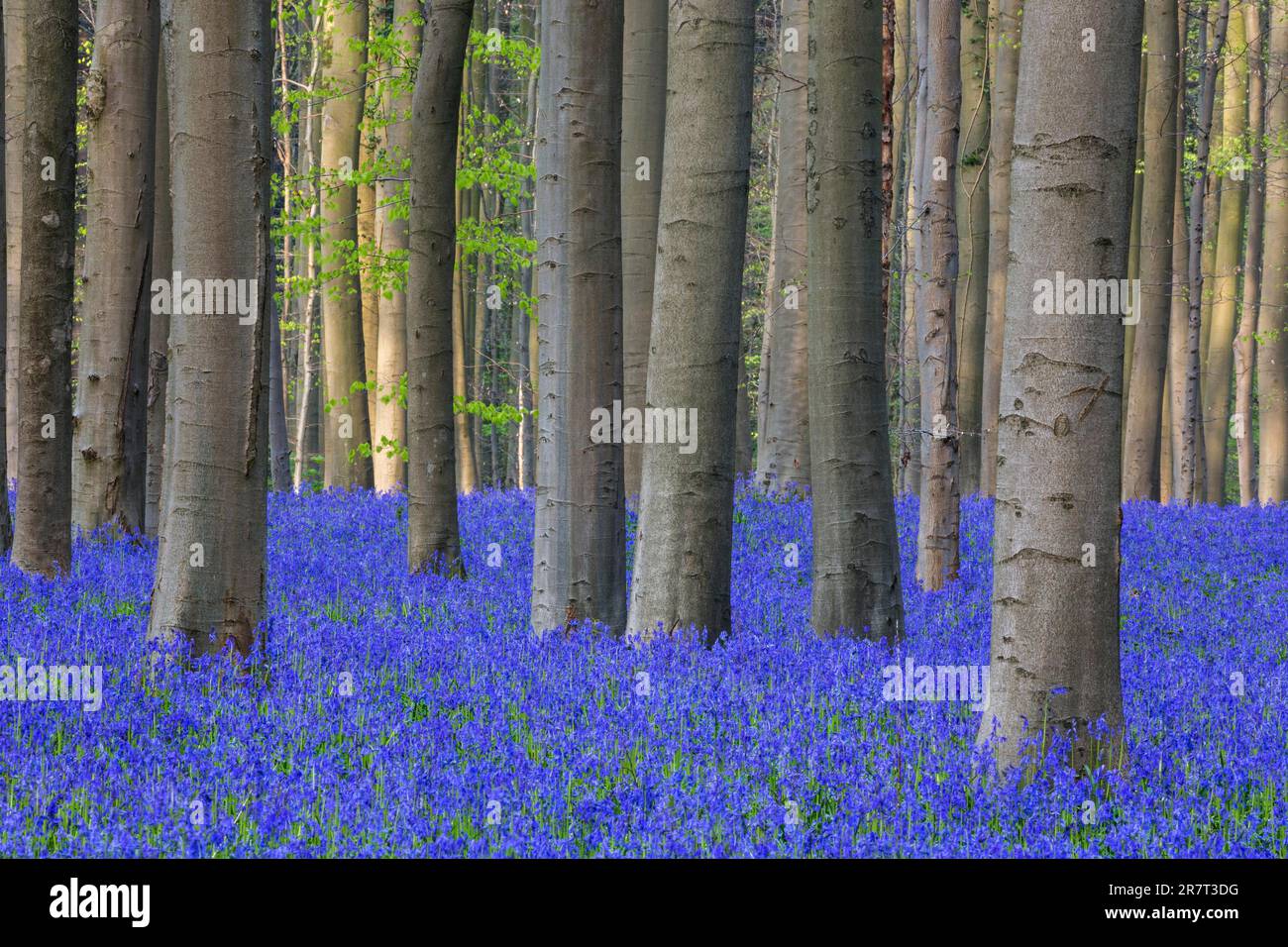 Blue flowering bluebells (Hyacintoides non-scripta) nella foresta di faggi di rame (Fagus sylvatica), Hallerbos, vicino Halle, provincia fiamminga Foto Stock