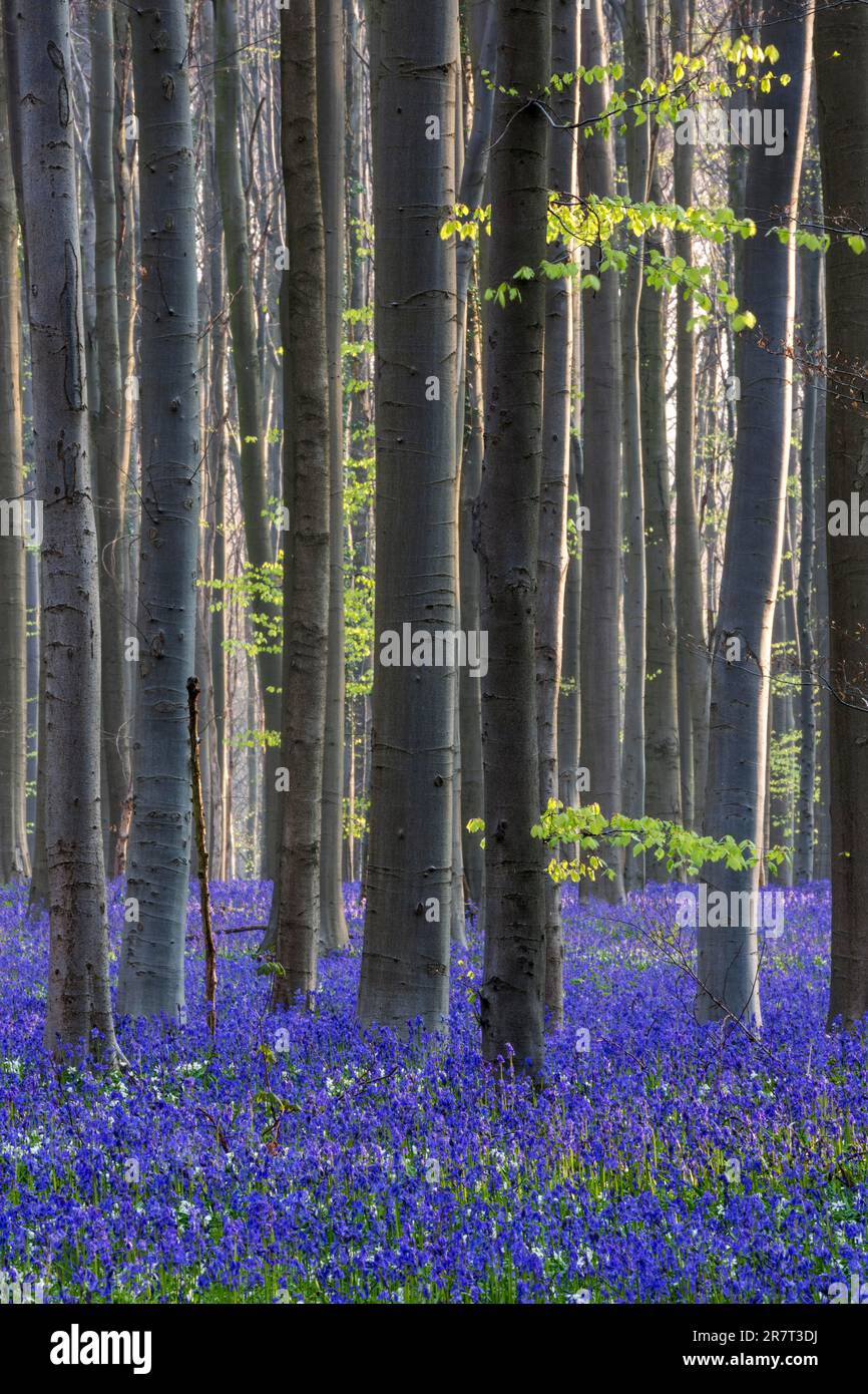 Blue flowering bluebells (Hyacintoides non-scripta) nella foresta di faggi di rame (Fagus sylvatica), Hallerbos, vicino Halle, provincia fiamminga Foto Stock