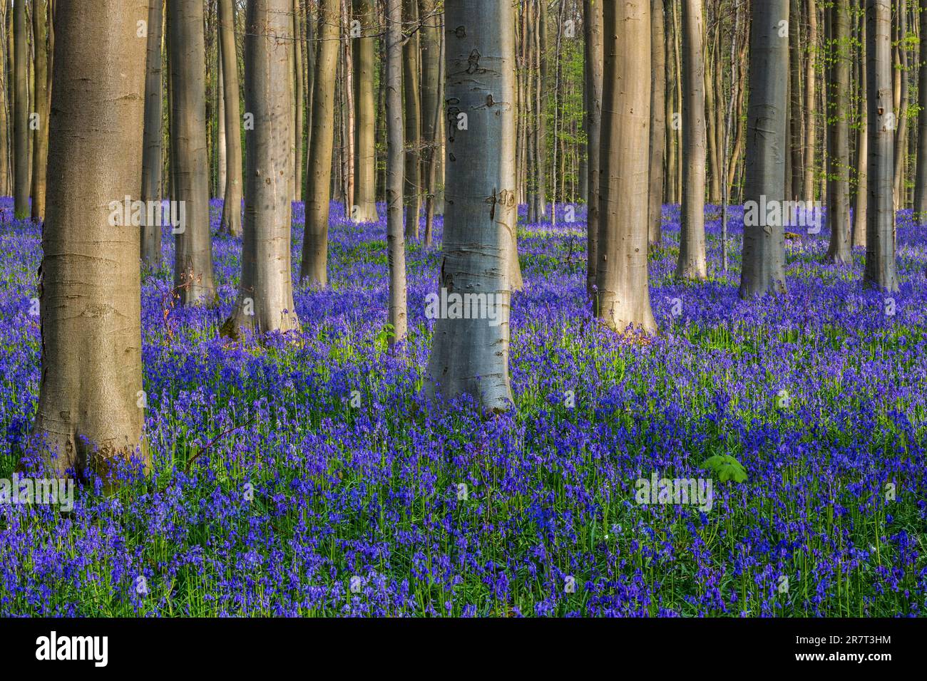 Blue flowering bluebells (Hyacintoides non-scripta) nella foresta di faggi di rame (Fagus sylvatica), Hallerbos, vicino Halle, provincia fiamminga Foto Stock