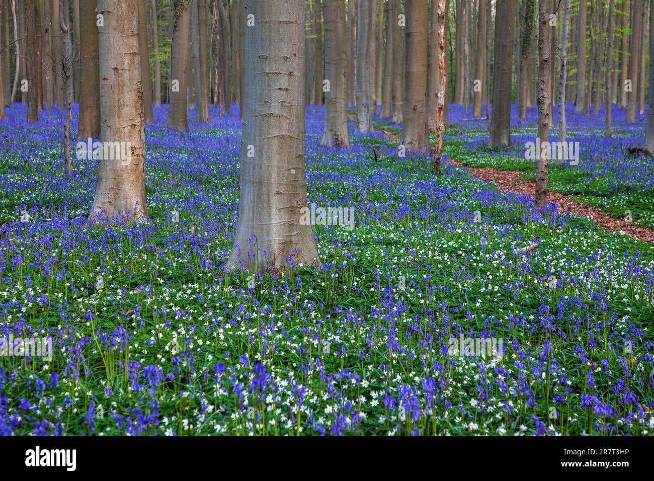 Cespuglio anemone (Anemonoides nemorosa) e bluebelle fiorite blu (Hyacintoides non-scripta) nella foresta di faggio di rame (Fagus sylvatica), Hallerbos Foto Stock