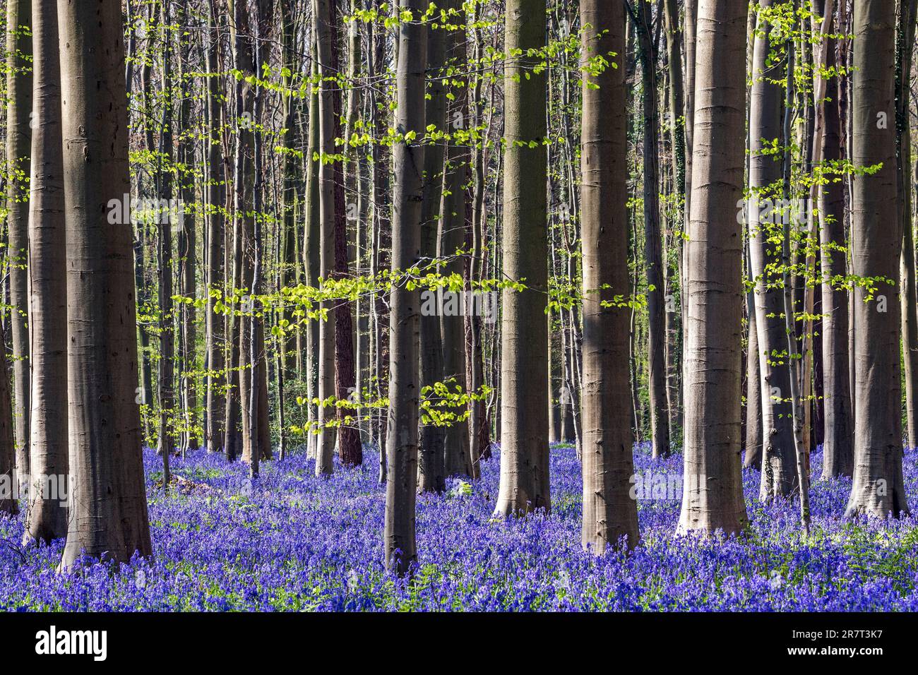 Blue flowering bluebells (Hyacintoides non-scripta) nella foresta di faggi di rame (Fagus sylvatica), Hallerbos, vicino Halle, provincia fiamminga Foto Stock