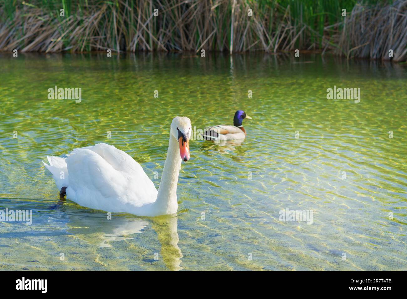 Saragozza, aragona, spagna Swan bianco nuotando nell'acqua di un lago con un'anatra sullo sfondo e la vegetazione del fiume Foto Stock
