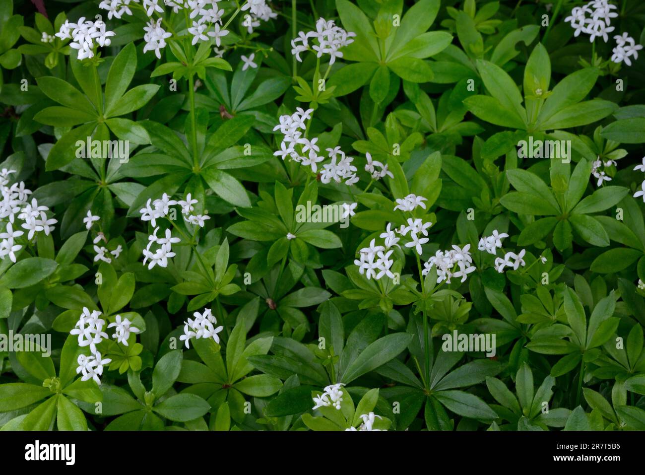 Fioritura legnoso (Galium odoratum), legnoso Foto Stock