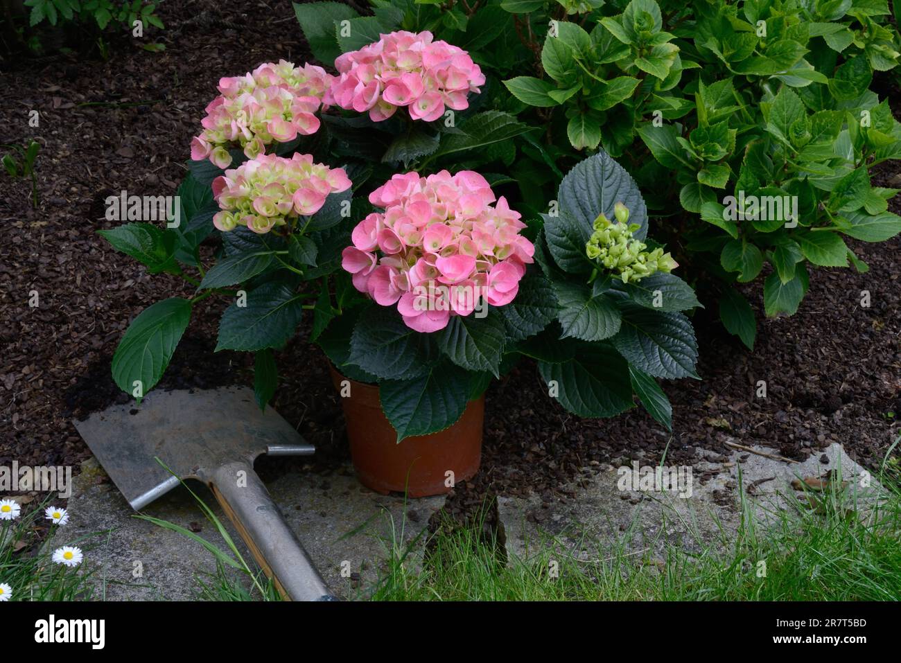 Ortensia fiorita in vaso e vanga, giardinaggio Foto Stock