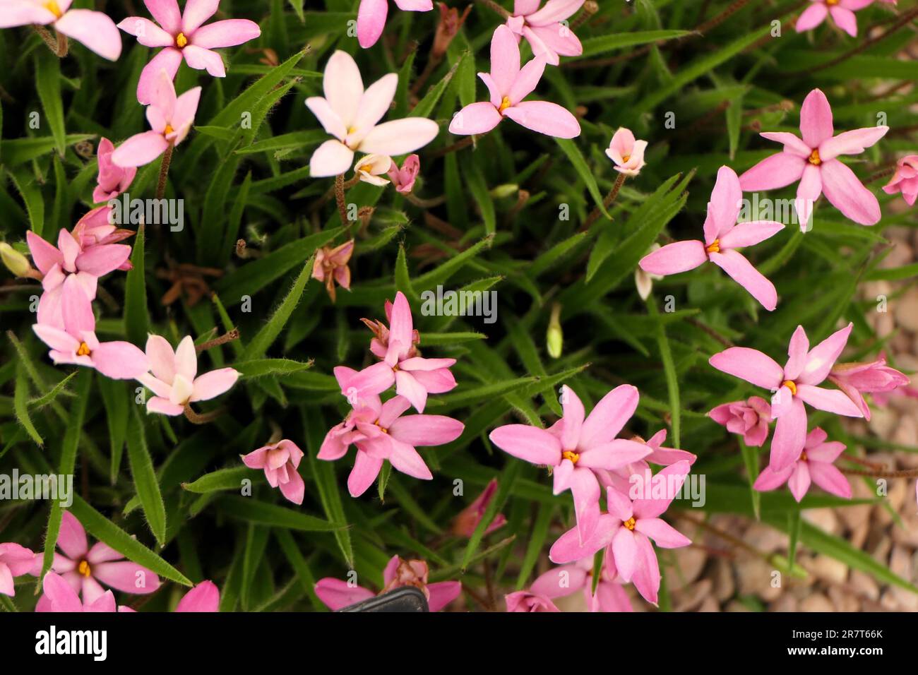 BBC Gardens, Birmingham, Regno Unito 2023 Foto Stock