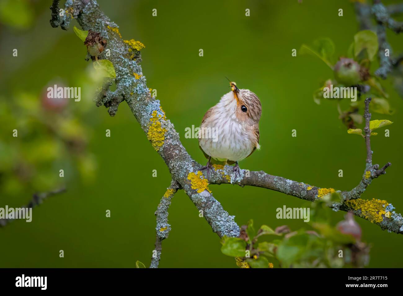 Picchiettio (Muscicapa striata), uccello giovane, con insetto, su melo, Ternitz, Bassa Austria, Austria Foto Stock