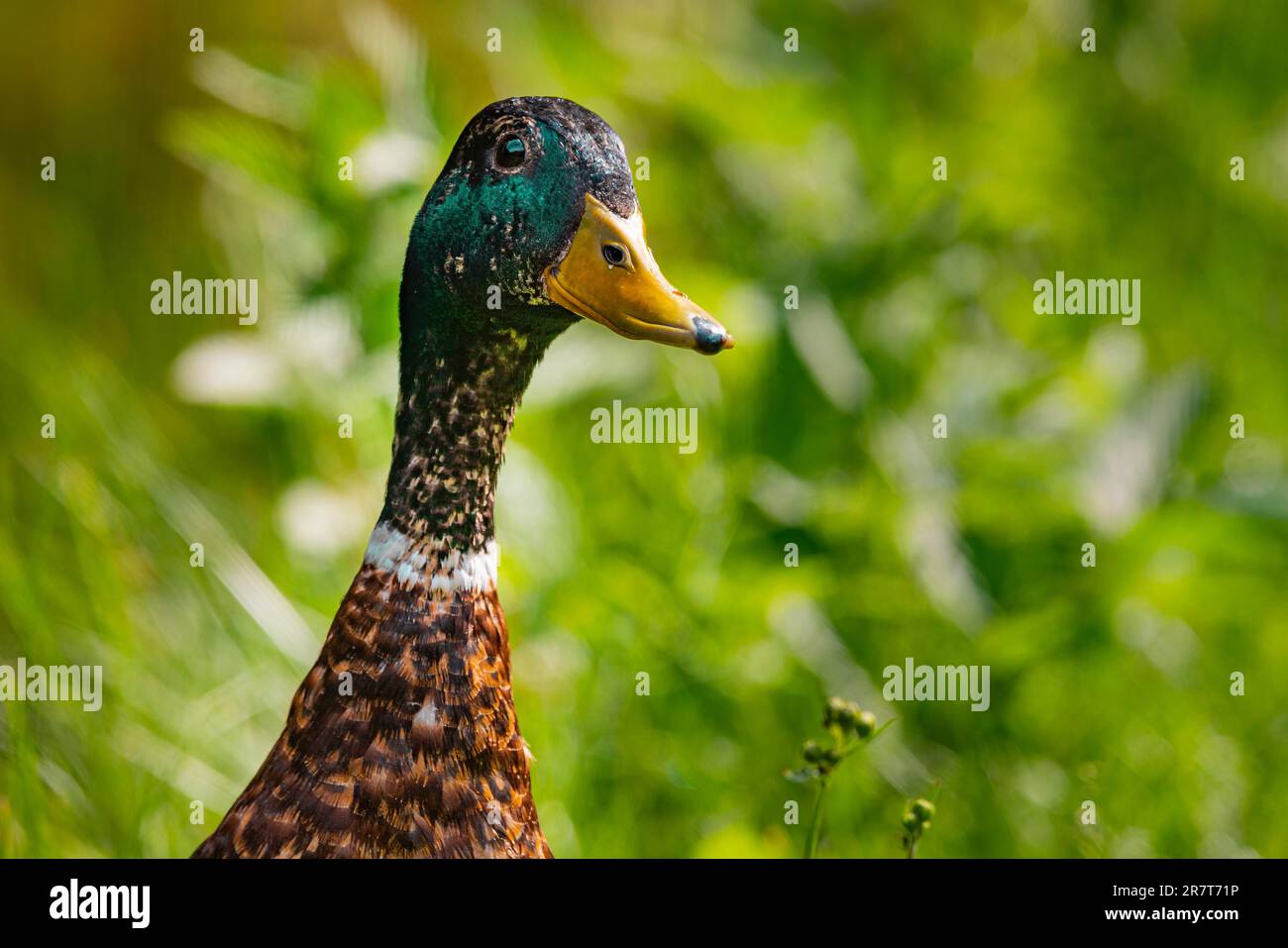 Mallard (Anas platyrhynchos), maschio, all'inizio della muffa, cambio di piume, Ternitz, bassa Austria, Austria Foto Stock