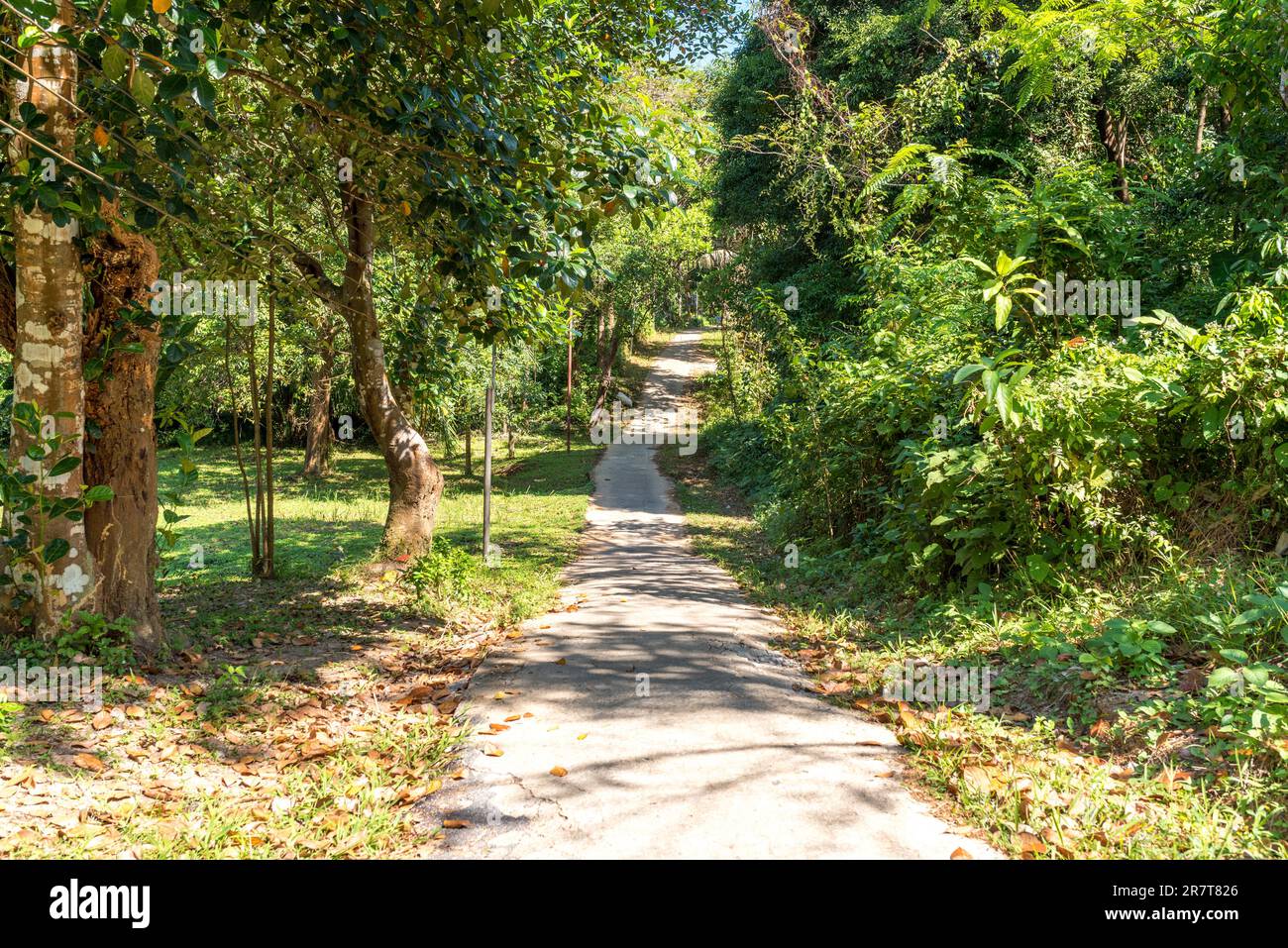 Piccole strade strette conducono attraverso le foreste della piccola isola di Ko Phayam. Non c'è traffico di auto in modo che tutte le merci sono trasportate da scooter Foto Stock