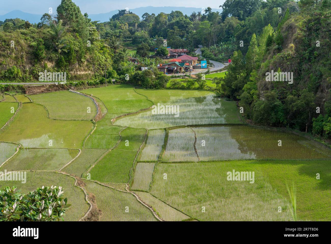 Risaie sull'isola di Samosir. L'isola vulcanica all'interno del lago Toba nella provincia di Sumatra settentrionale, è coltivata principalmente dalla coltivazione del riso e. Foto Stock