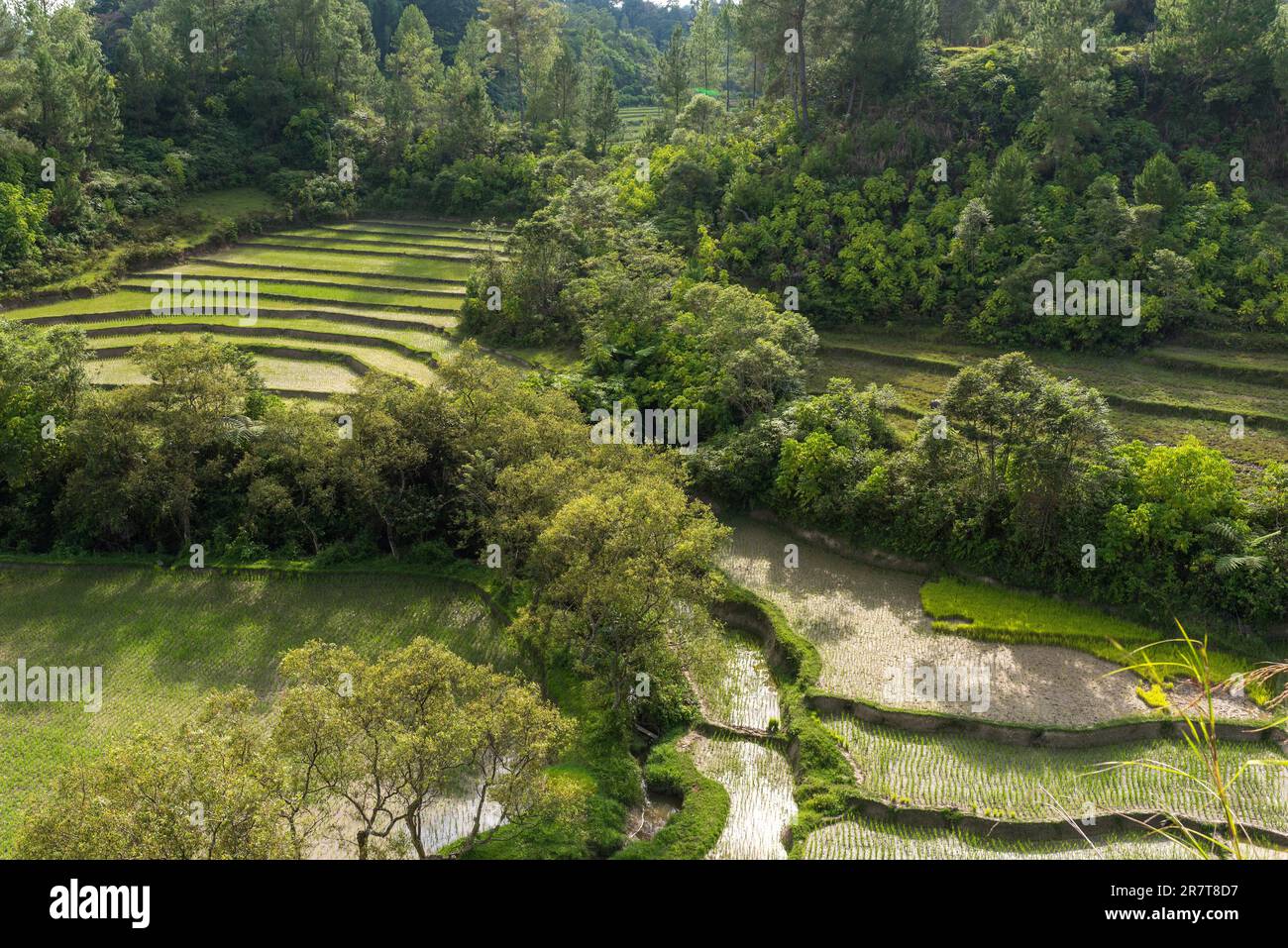Risaie sull'isola di Samosir. L'isola vulcanica all'interno del lago Toba nella provincia di Sumatra settentrionale, è coltivata principalmente dalla coltivazione del riso e. Foto Stock