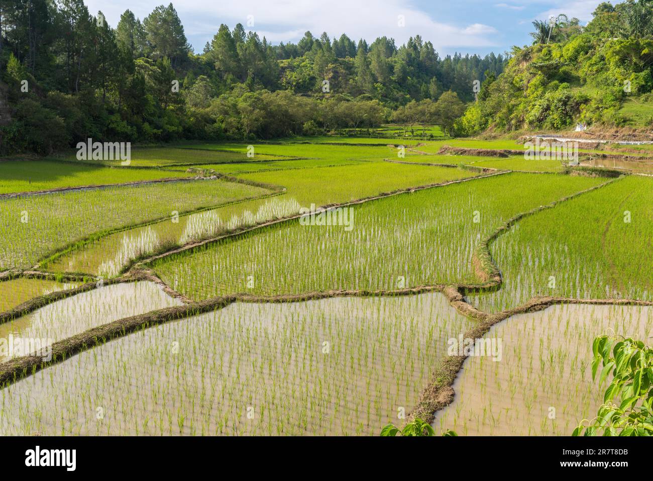 Risaie sull'isola di Samosir. L'isola vulcanica all'interno del lago Toba nella provincia di Sumatra settentrionale, è coltivata principalmente dalla coltivazione del riso e. Foto Stock