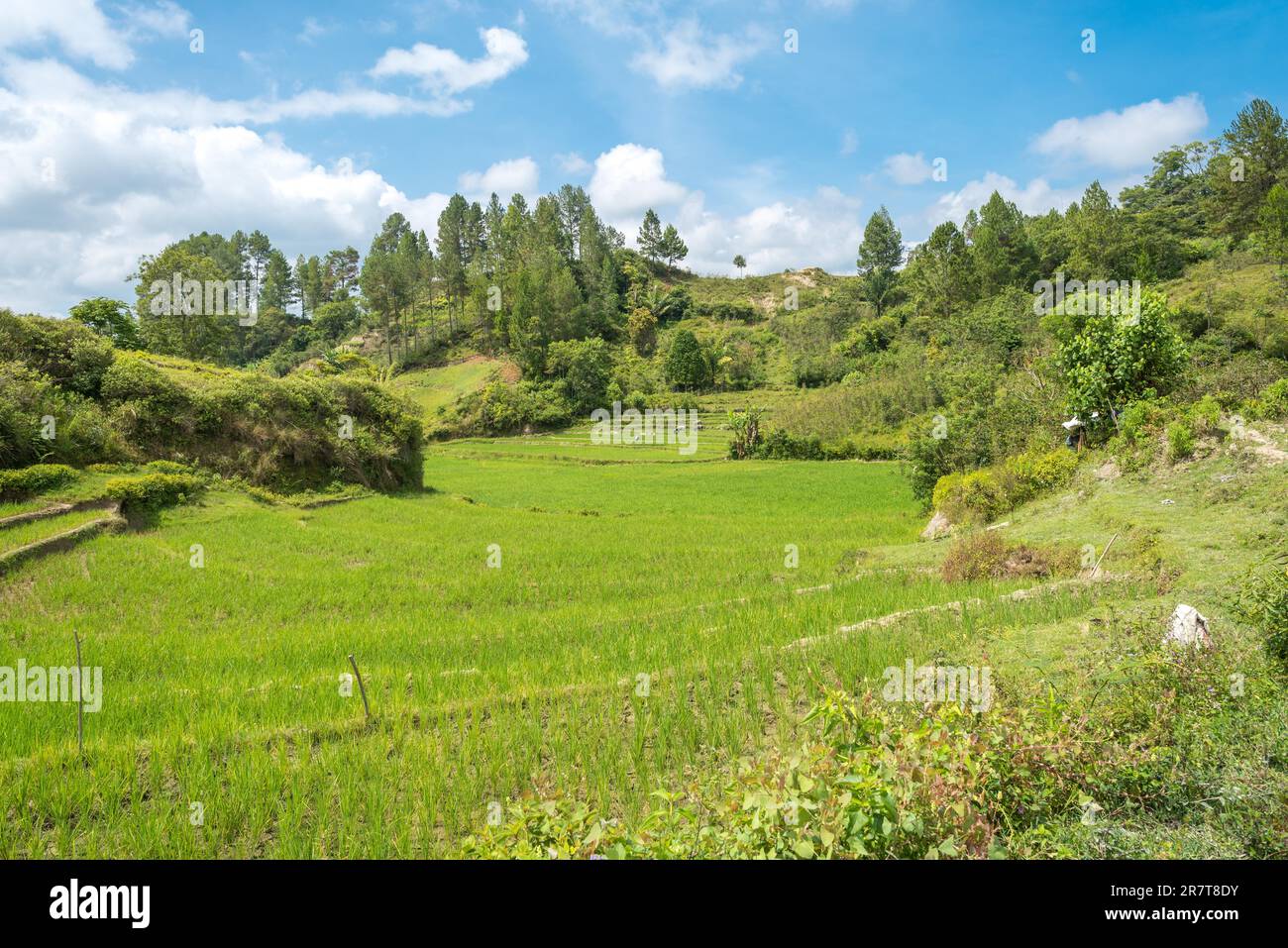 Risaie sull'isola di Samosir. L'isola montagnosa all'interno del lago Toba nella provincia di Sumatra settentrionale, è coltivata principalmente dalla coltivazione del riso e. Foto Stock