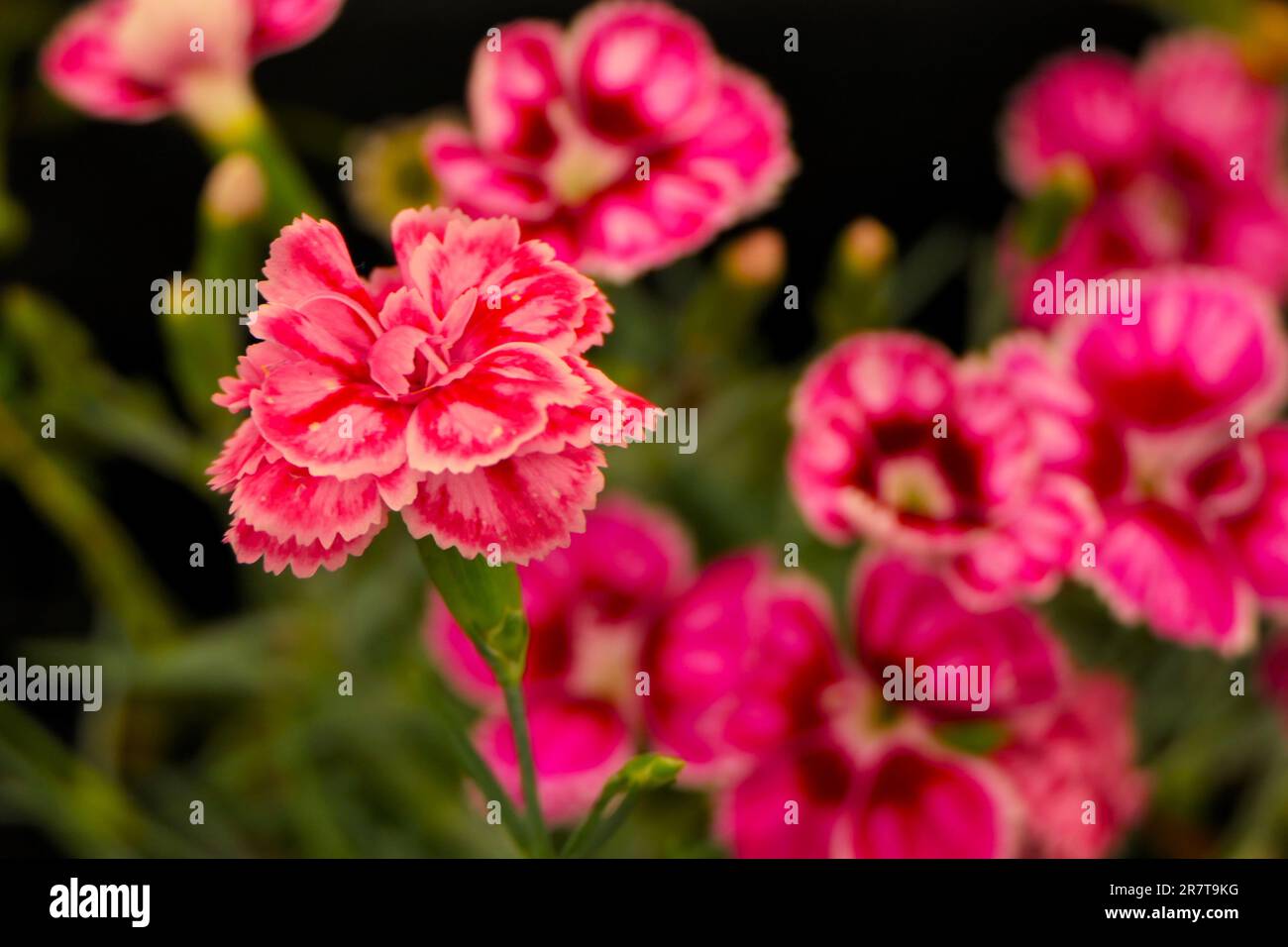 BBC Gardens, Birmingham, Regno Unito 2023 Foto Stock