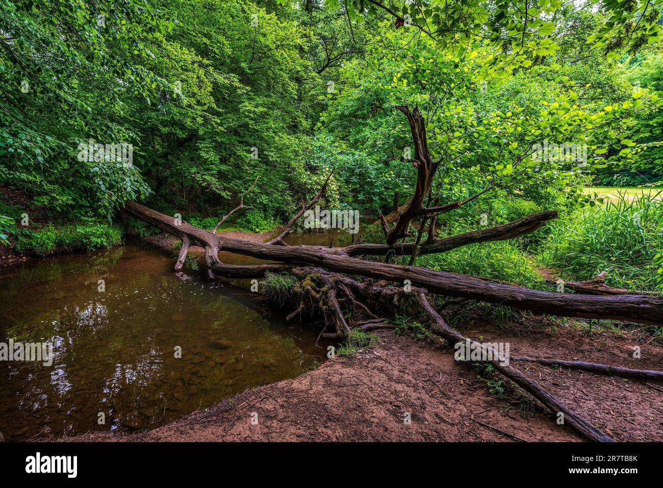 Foresta fiume in Altenberg, Germania Foto Stock