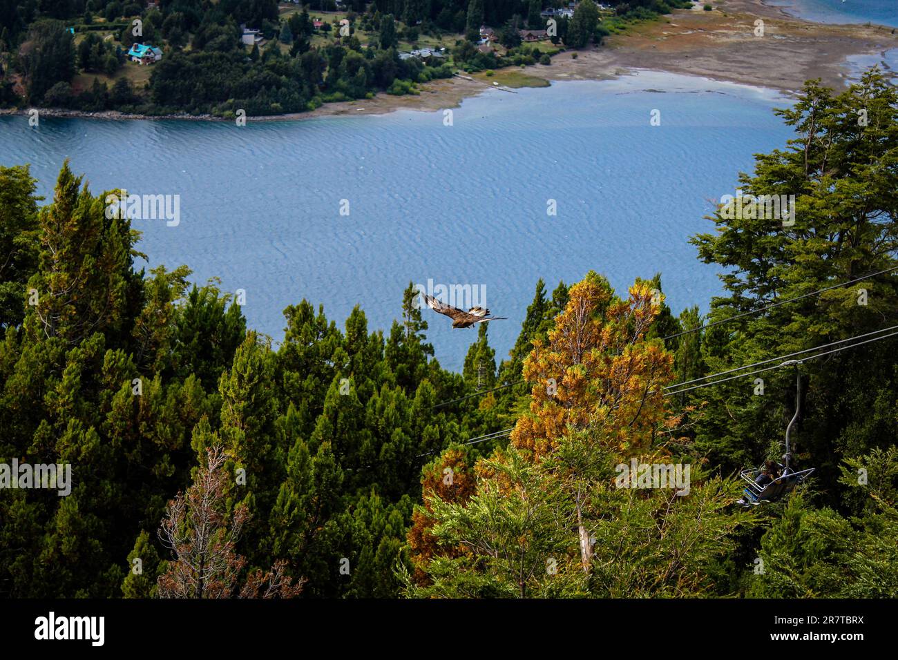 Un'aquila che vola sopra la foresta Foto Stock