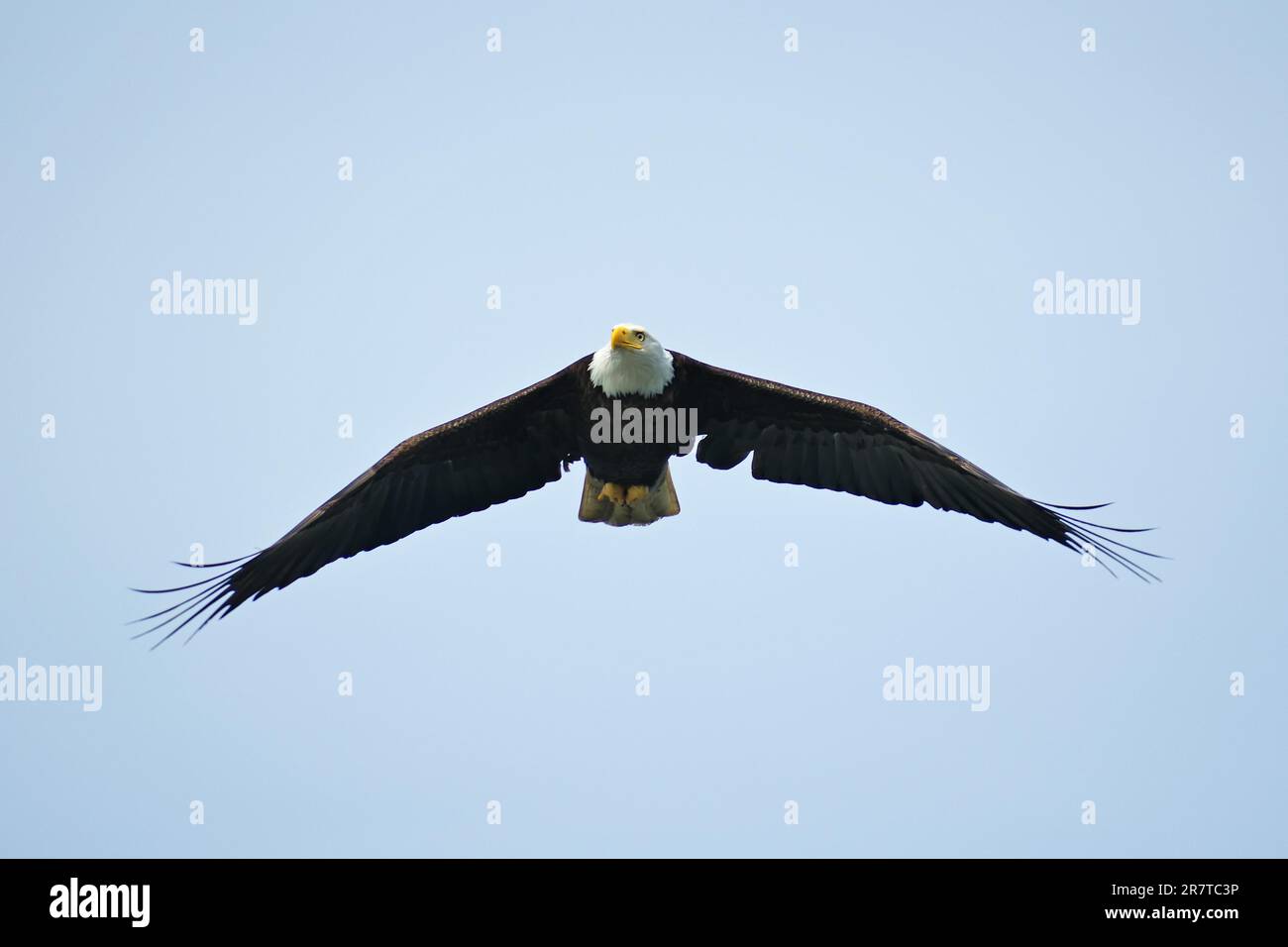 Aquila calva per adulti in volo, Parco Nazionale, Khutzeymateen Grizzly Bear Sanctuary, Prince Rupert, British Columbia, Canada Foto Stock