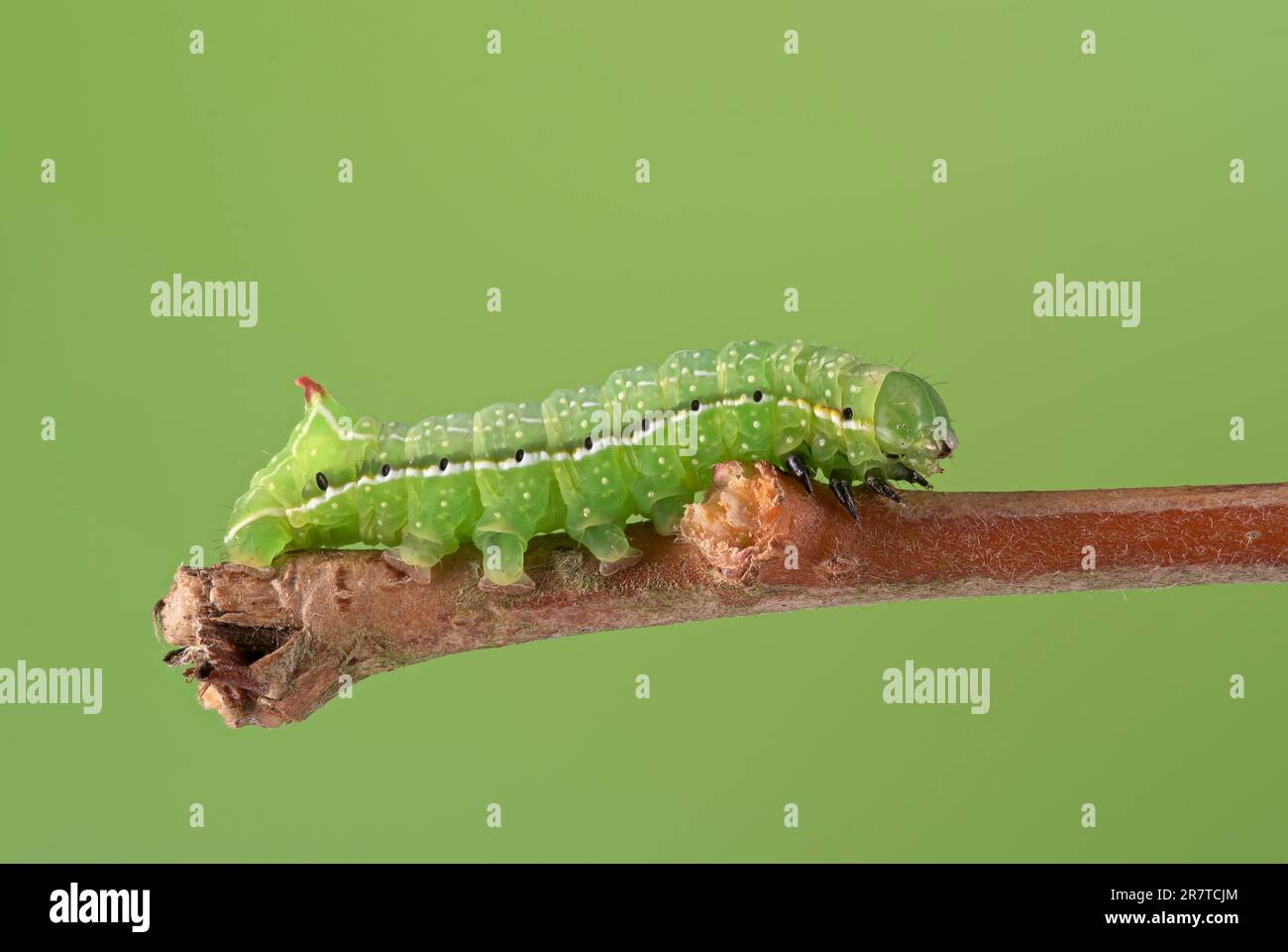 Sotto ala di rame di Svensson (Amphipyra berbera), caterpillar, su ramo di salice d'argento (Salix alba subsp. Vitellina), bassa Sassonia, Germania Foto Stock