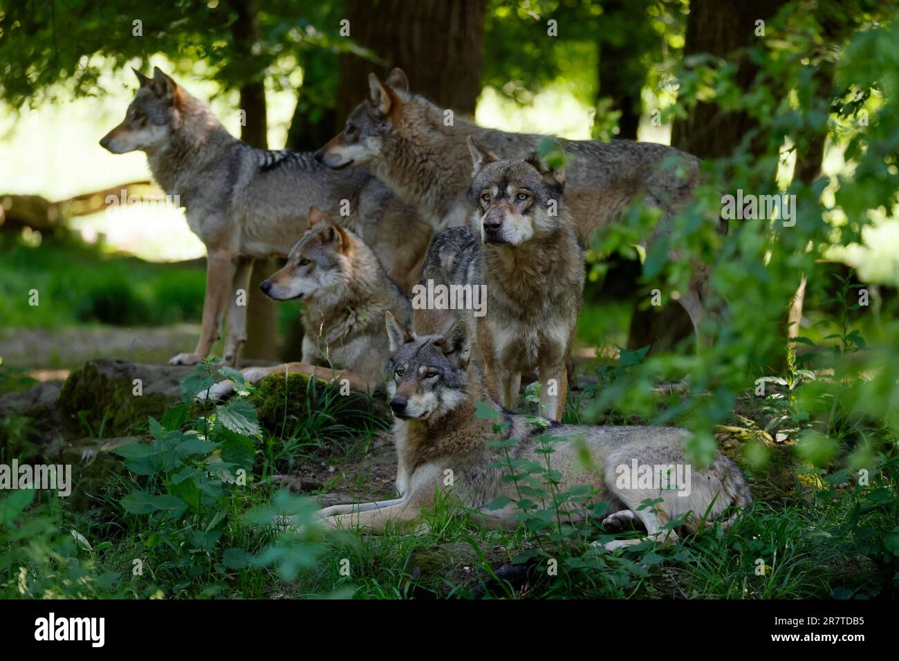 Confezione di lupo grigio europeo (Canis lupus) nella foresta, Francia Foto Stock
